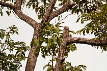 Great Potoo (Nyctibius grandis) camouflaged on a tree, Tortuguero National Park, Costa Rica, January