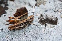 Heath Grasshopper (Chorthippus vagans), mating, Bavaria, Germany, August