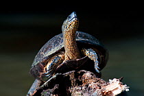Black wood turtle (Rhinoclemmys funerea) on a log, Tortuguero National Park, Costa Rica, February