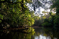 Tropical rainforest / riparian forest along a river, Tortuguero National Park, Costa Rica, February