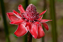 Flower of a Torch Ginger (Etlingera elatior), a frequently planted ornamental plant in Costa Rica, February
