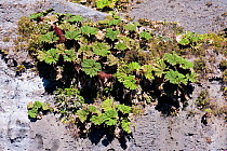 Poorman's Umbrella (Gunnera insignis) growing at an altitude of 3200m on Irazu volcano, Costa Rica, February