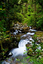 Tropical mountainous rainforest along a stream in the highlands, Los Quetzales National Park, Costa Rica, February