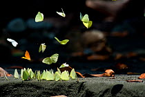 Tropical butterflies flying and resting at a salt-lick at the banks of a river, Corcovado National Park, Costa Rica, February