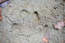 Bairds Tapir (Tapirus bairdii) footprint at the beach of Corcovado National Park, Costa Rica