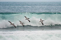 Brown Pelicans (Pelecanus occidentalis) in flight over Pacific ocean waves Corcovado National Park, Costa Rica, February