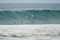 Brown Pelicans (Pelecanus occidentalis) in flight over Pacific ocean waves Corcovado National Park, Costa Rica, February
