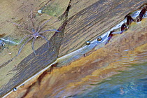 Huntsman spider (family of Sparassidae), ambushing for prey along a stream, Corcovado National Park, Costa Rica, February