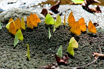 Tropical butterflies flying and resting at a salt-lick at the banks of a river, Corcovado National Park, Costa Rica, February
