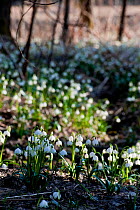 Spring Snowflake (Leucojum vernum), in flower, nature reserve Sippenauer Moor, Bavaria, Germany, March