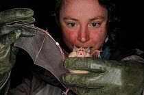 Dr. Danielle Linton inspecting a Greater horseshoe bat (Rhinolophus ferrumequinum) for damage and parasites during a winter hibernation survey in an old Bath stone mine, Wiltshire, UK, February. Model...