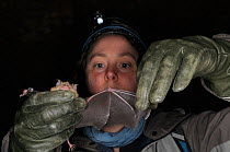 Dr. Danielle Linton inspecting the wing of a Greater horseshoe bat (Rhinolophus ferrumequinum) for damage and parasites during a winter hibernation survey in an old Bath stone mine, Wiltshire, UK, Feb...