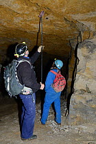 Bat scientist using a long-handled net to catch a Greater horseshoe bat (Rhinolophus ferrumequinum) as it hibernates in an old Bath stone mine roof crevice, Wiltshire, UK, February. Model released.