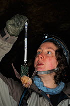 Dr. Danielle Linton weighing a Greater horseshoe bat (Rhinolophus ferrumequinum) during a winter hibernation survey in an old Bath stone mine, Wiltshire, UK, February. Model released.