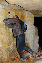 Bat survey team member exploring old Bath stone mine in search of hibernating Greater horseshoe bats (Rhinolophus ferrumequinum), Wiltshire, UK, February. Model released.