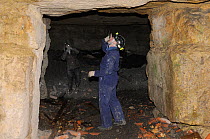 Bat survey team members exploring old Bath stone mine in search of hibernating Greater horseshoe bats (Rhinolophus ferrumequinum), Wiltshire, UK, February. Model released.