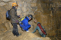 Bat survey team exploring old Bath stone mine in search of hibernating Greater horseshoe bats (Rhinolophus ferrumequinum), Bath and Northeast Somerset, UK, January. Model released.