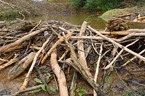 Dam of cut, gnawed logs built by Eurasian beavers (Castor fiber) to dam a stream, creating a pond within a large wet woodland enclosure, Devon, UK, March.