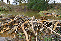 Dam of cut, gnawed logs built by Eurasian beavers (Castor fiber) to dam a stream, creating a pond within a large wet woodland enclosure, Devon, UK, March.