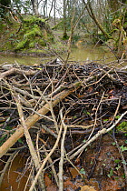 Dam of cut and gnawed branches built by Eurasian beavers (Castor fiber) to dam a stream, creating a pond within a large wet woodland enclosure, Devon, UK, March.