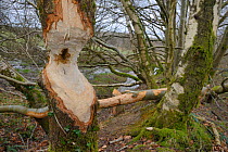 Alder tree (Alnus glutinosa) with trunk heavily gnawed by Eurasian beavers (Castor fiber) with Downy birch trees (Betula pubescens) felled in the background, within a large wet woodland stream enclosu...