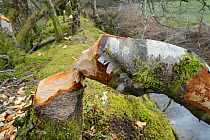 Downy birch tree (Betula pubescens) felled by Eurasian beaver (Castor fiber) within a large wet woodland stream enclosure, Devon, UK, March.