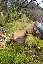Downy birch tree (Betula pubescens) felled by Eurasian beaver (Castor fiber) within a large wet woodland stream enclosure, Devon, UK, March.