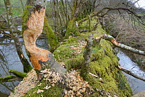 Downy birch trees (Betula pubescens) heavily gnawed by Eurasian beaver (Castor fiber) with others felled in the background, within a large wet woodland stream enclosure, Devon, UK, March.