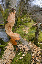 Downy birch tree (Betula pubescens) heavily gnawed by Eurasian beaver (Castor fiber) with others felled in the background, within a large wet woodland stream enclosure, Devon, UK, March.