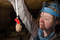 Dr. Danielle Linton weighing a Greater horseshoe bat (Rhinolophus ferrumequinum) during a winter hibernation survey in an old Bath stone mine, Wiltshire, UK, February. Model released.