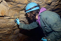 Dr. Fiona Mathews hanging a Greater horseshoe bat (Rhinolophus ferrumequinum) on an underground quarry wall after taking measurements during a hibernation survey in an old Bath stone mine, Bath and No...