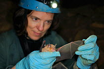 Dr. Fiona Mathews inspecting the wing of a Greater horseshoe bat (Rhinolophus ferrumequinum) for damage and parasites during a winter hibernation survey in an old Bath stone mine, Bath and Northeast S...