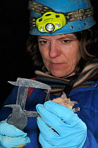 Dr. Fiona Mathews using calipers to measure the wing bone of a Greater horseshoe bat (Rhinolophus ferrumequinum) during a winter hibernation survey in an old Bath stone mine, Wiltshire, UK, February....