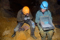Dr. Fiona Mathews recording details of a hibernating Greater horseshoe bat (Rhinolophus ferrumequinum) inspected by a member of her survey team in an old Bath stone mine, Bath and Northeast Somerset,...