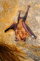 Greater horseshoe bat (Rhinolophus ferrumequinum) clinging to a quarry wall after being hung back up after measurements have been taken during a winter hibernation survey in an old Bath stone mine, Wi...