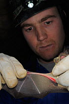Bat survey team member inspecting a Greater horseshoe bat (Rhinolophus ferrumequinum) for damage and parasites during a winter hibernation survey in an old Bath stone mine, Bath and Northeast Somerset...