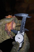 Bat scientist using calipers to take wing measurements of a Greater horseshoe bat (Rhinolophus ferrumequinum) during a winter hibernation survey in an old Bath stone mine, Wiltshire, UK, February. Mod...