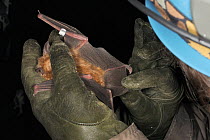 Bat scientist inspecting the wings and tail membrane of a Greater horseshoe bat (Rhinolophus ferrumequinum) for damage and parasites during a winter hibernation survey in an old Bath stone mine, Wilts...