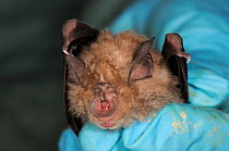 Close up of a Greater horseshoe bat (Rhinolophus ferrumequinum) held in a scientist's hand during a winter hibernation survey in an old Bath stone mine, Bath and Northeast Somerset, UK, January. Model...