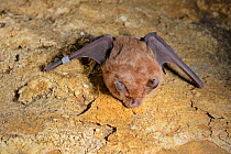 Greater horseshoe bat (Rhinolophus ferrumequinum) clinging to a quarry wall after being hung back up after measurements have been taken during a winter hibernation survey in an old Bath stone mine, Wi...