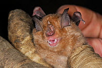 Close up of a Greater horseshoe bat (Rhinolophus ferrumequinum) held in a scientist's hand during a winter hibernation survey in an old Bath stone mine, Wiltshire, UK, February. Model released.