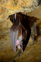 Hibernating Greater horseshoe bat (Rhinolophus ferrumequinum) hanging on limestone rock in an old Bath stone mine, Wiltshire, UK, February. Photographed during a licensed survey.