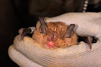 Close up of a Greater horseshoe bat (Rhinolophus ferrumequinum) held in a scientist's hand during a winter hibernation survey in an old Bath stone mine, Bath and Northeast Somerset, UK, January. Model...