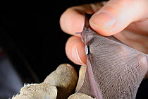 Bat scientist inspecting a ring attached to the the wing of a Greater horseshoe bat (Rhinolophus ferrumequinum) during a winter hibernation survey in an old Bath stone mine, Wiltshire, UK, February. M...