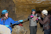 Dr. Fiona Mathews holding a long-handled net as co-workers take out a hibernating Greater horseshoe bat (Rhinolophus ferrumequinum) she has caught with it during a survey in an old Bath stone mine, Wi...