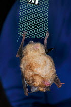 Greater horseshoe bat (Rhinolophus ferrumequinum) hanging from a mesh strip as it is weighed during a winter hibernation survey in an old Bath stone mine, Wiltshire, UK, February. Model released.