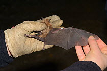 Bat scientist inspecting the wing of a Greater horseshoe bat (Rhinolophus ferrumequinum) for damage and parasites during a winter hibernation survey in an old Bath stone mine, Wiltshire, UK, February....