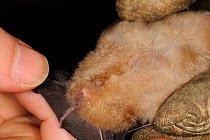 Bat scientist inspecting the genitalia of a male Greater horseshoe bat (Rhinolophus ferrumequinum) during a winter hibernation survey in an old Bath stone mine, Wiltshire, UK, February. Model released...