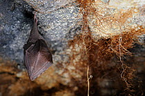 Hibernating Lesser horseshoe bat (Rhinolophus hipposideros) hanging on limestone rock in an old Bath stone mine next to plant roots growing down from woodland above, Wiltshire, UK, February. Photograp...
