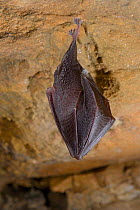 Hibernating Lesser horseshoe bat (Rhinolophus hipposideros) hanging on limestone rock in an old Bath stone mine, Wiltshire, UK, February. Photographed during a licensed survey.